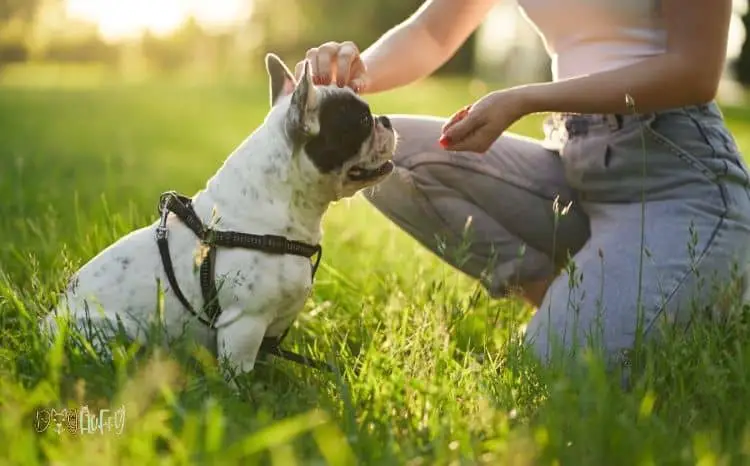 Are French Bulldogs Easy To Train? 8 Simple Points