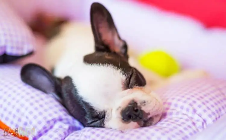 best beds for french bulldogs