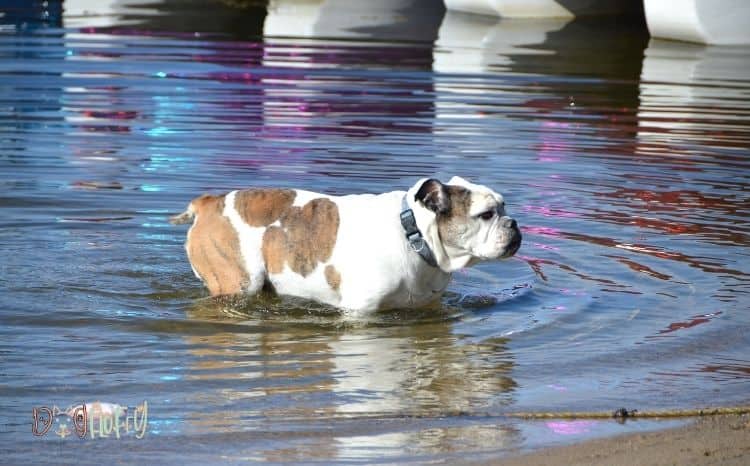 can American Bulldogs swim? Featured Image