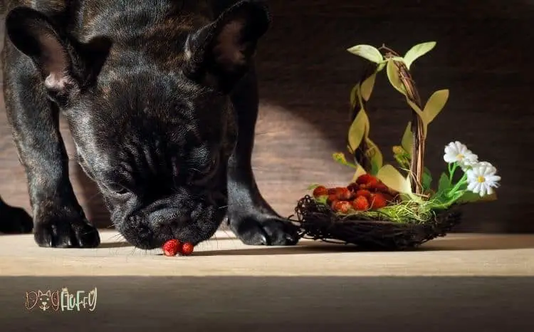 can French bulldog eat strawberries Featured Image