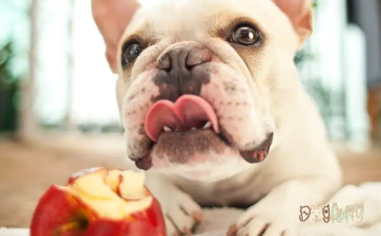 can French bulldogs eat apples? Featured Image
