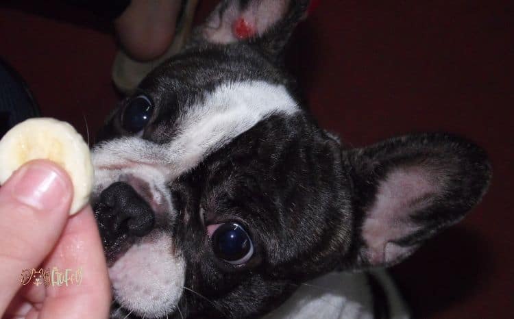 Can French Bulldogs Eat Bananas? – 5 Revelations