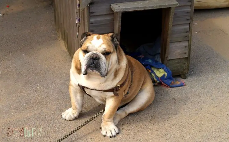 dog house for bulldog