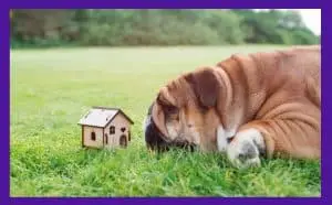 dog house for bulldog outside