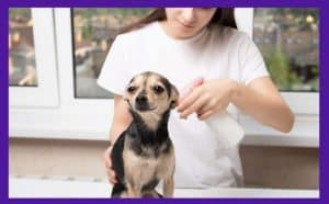 flea treatment for bulldogs - Featured Image
