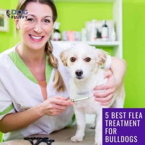 flea treatment for bulldogs - IG Website