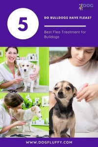flea treatment for bulldogs - Pinterest Website