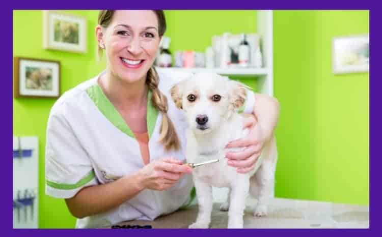 Best Flea Shampoo For Puppies Under 12 Weeks 10 flea treatment for bulldogs What to look for before going for flea medication