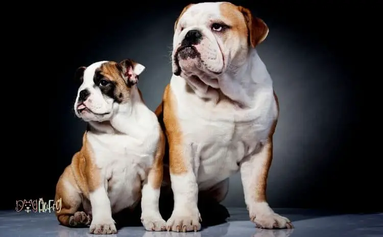 How Big Do English Bulldogs Get? 5 Growth Stages Dog Fluffy