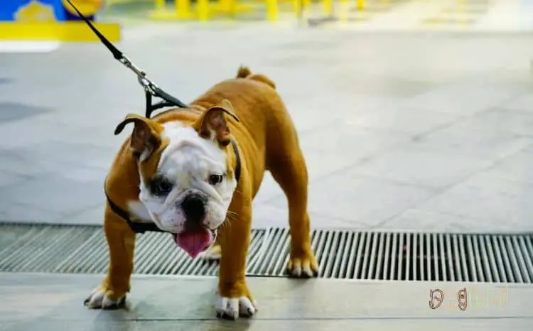 How Did Bulldogs Get Their Name? An Unsettling Fact! Best Guide 2022