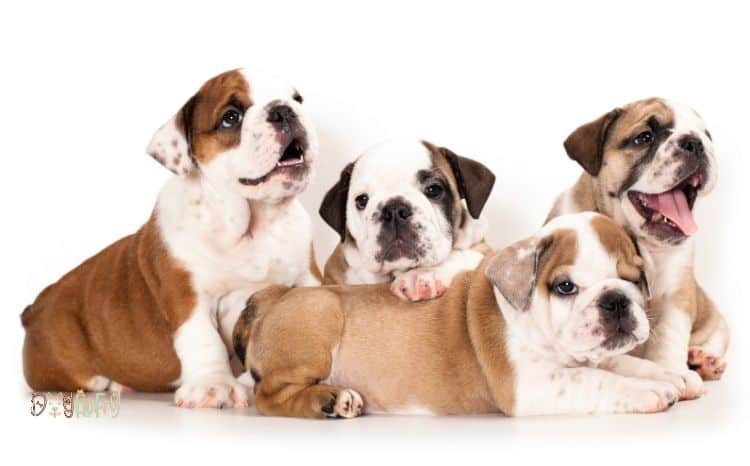 How Many Puppies Do English Bulldogs Have? Best Guide 2022