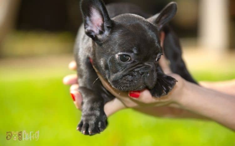 how much should I feed my French Bulldog puppy