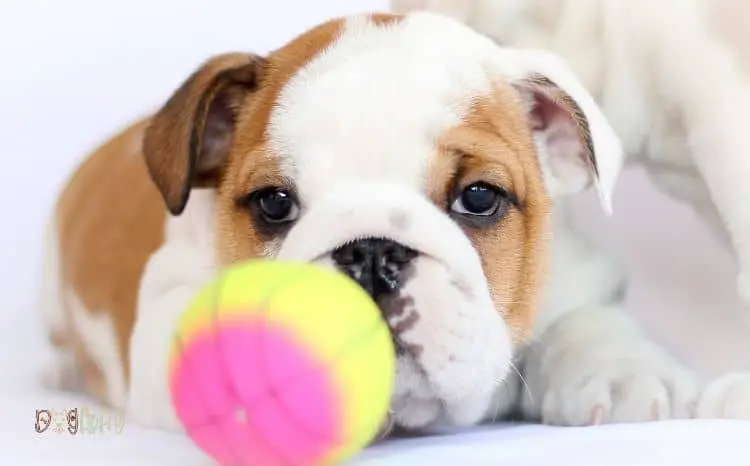 7 Best Ways Stop Puppy Biting Fast