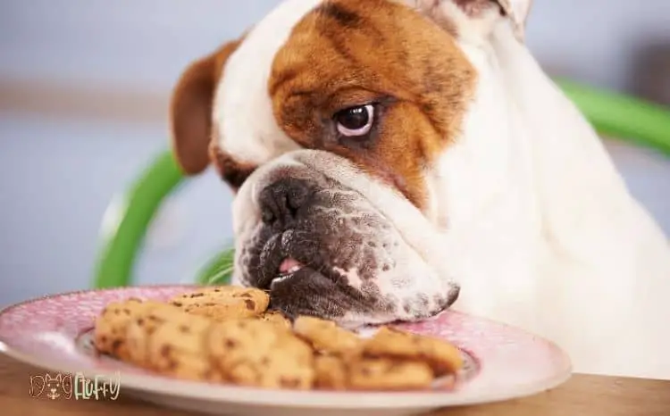 what do bulldogs like to eat featured image