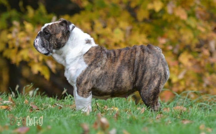 when do English bulldogs stop growing Featured Image