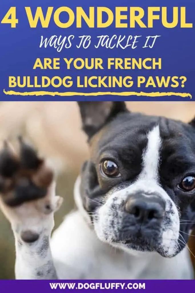 Are Your French Bulldog Licking Paws PIN