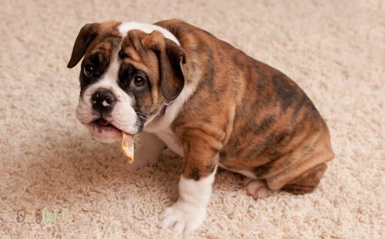 10 Effective Ways To Treat Arthritis In Bulldogs