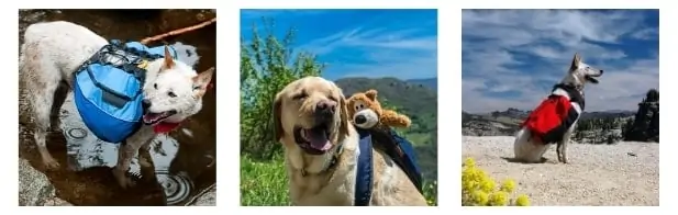 Backpacks For Dogs image