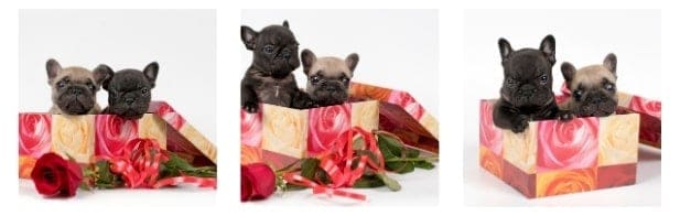 Bark Box Unique Bulldog Holiday Gifts