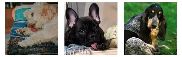Be On The Alert For French Bulldog Licking Paws Abnormally - French Bulldog Licking Paws