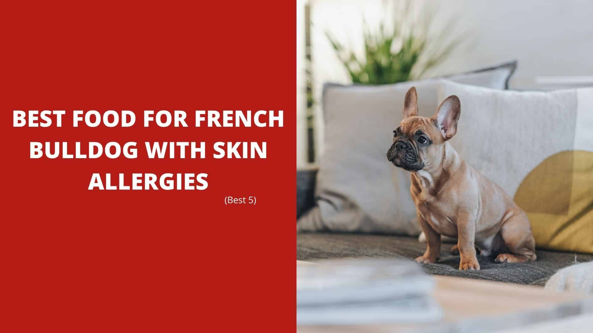 5 Best Food For French Bulldog With Skin Allergies