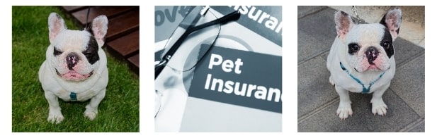 Pet Insurance Companies For Bulldogs