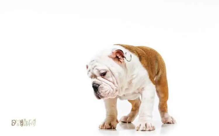 British bulldog puppies Featured Image