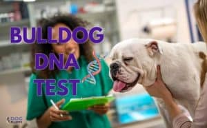 bulldog DNA test featured image