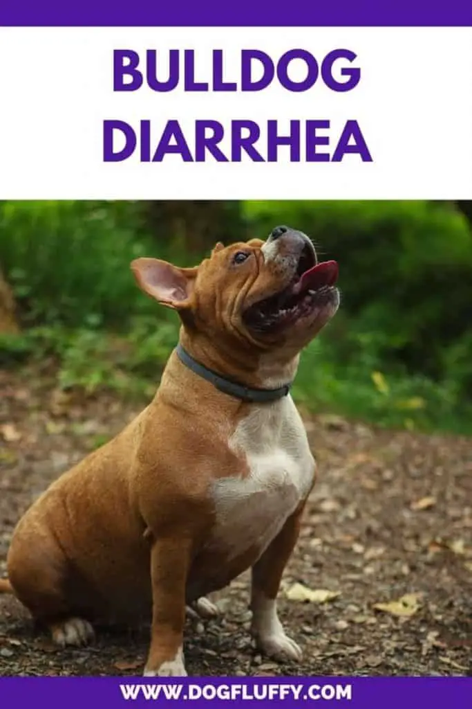 Bulldog Diarrhea Featured image #2
