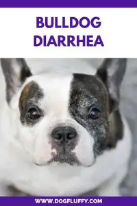 Bulldog Diarrhea PInterest Image
