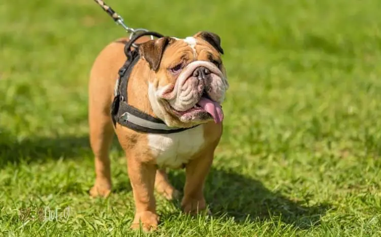 Bulldog Parks: 10 Key Disadvantages