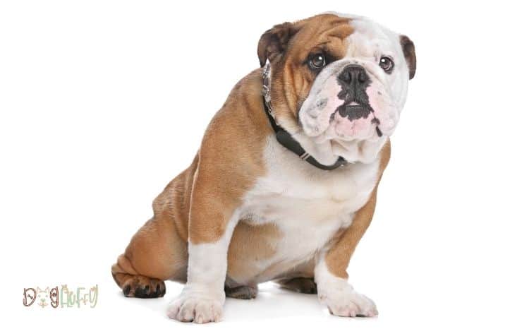 Bulldog Diarrhea – 5 Important Things You Need To Know