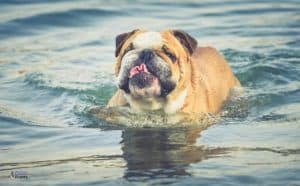 Can English Bulldogs Swim - Featured Image