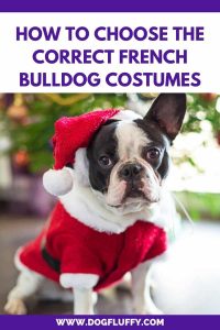 Choose The Correct French Bulldog Costumes