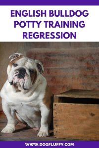 Conclusion on English Bulldog Potty Training Regression