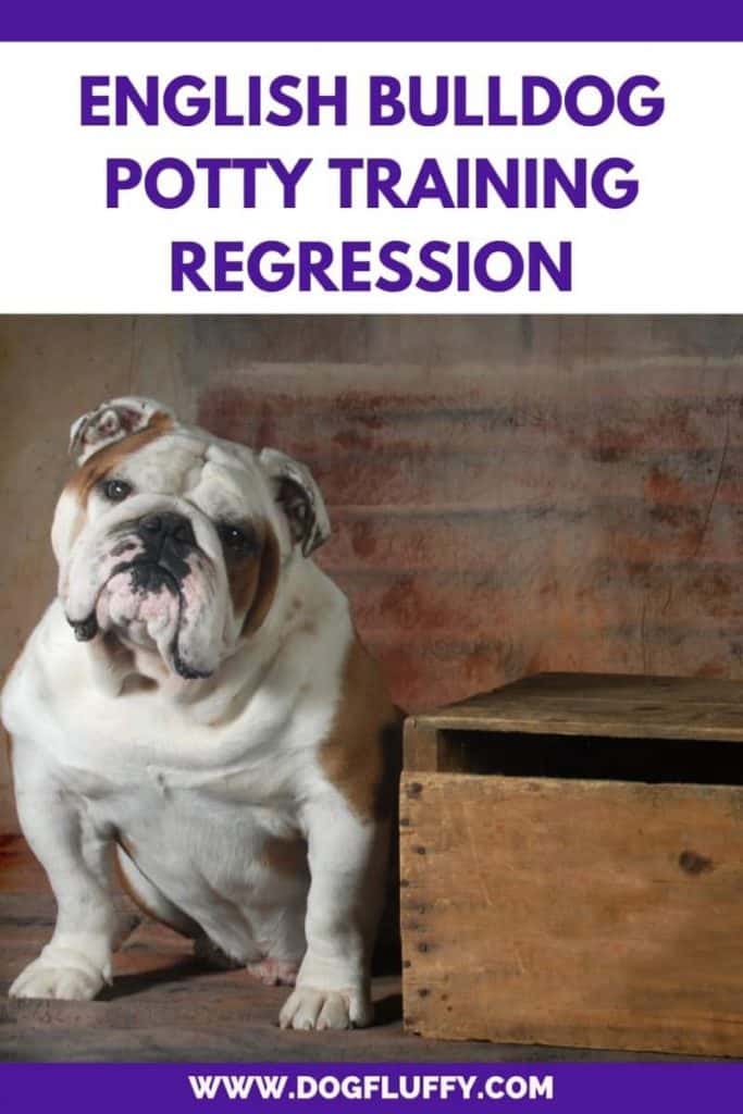 Conclusion on English Bulldog Potty Training Regression