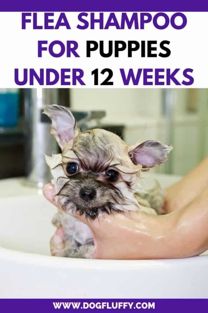 Conduce flea shampoo for puppies under 12 weeks