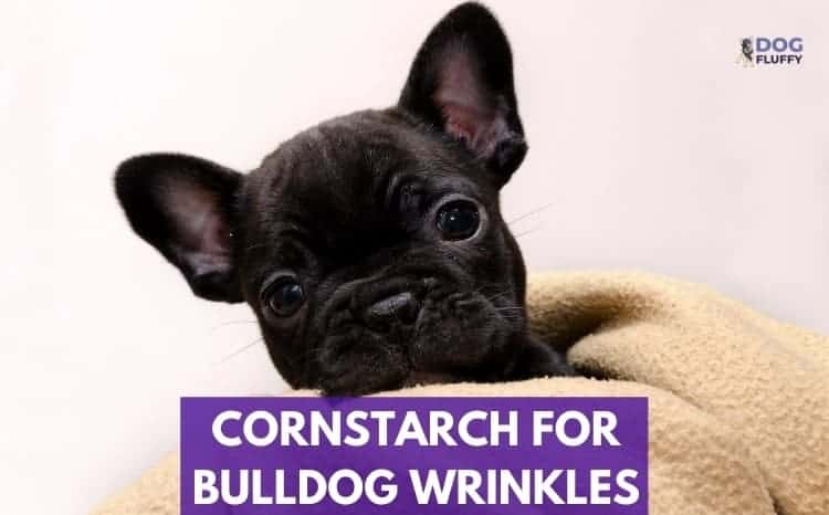 Cornstarch For Bulldog Wrinkles