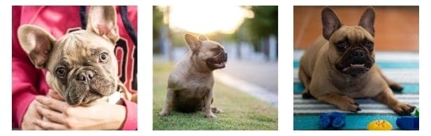 Dental hygiene in bulldogs