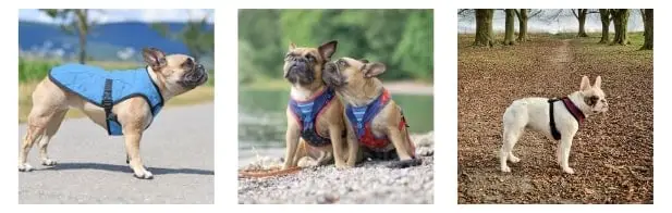 Different Types of Best Bulldog Harness to Choose From