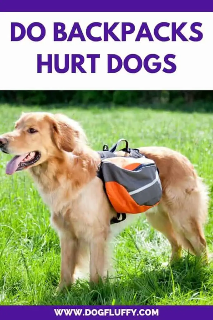 Do Backpacks Hurt Dogs