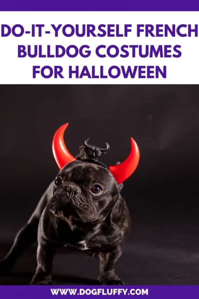 Do-It-Yourself French Bulldog Costumes For Halloween