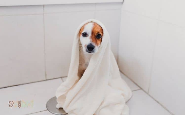 Best 3 Dog Bath Towel Wraps – All Types Reviewed