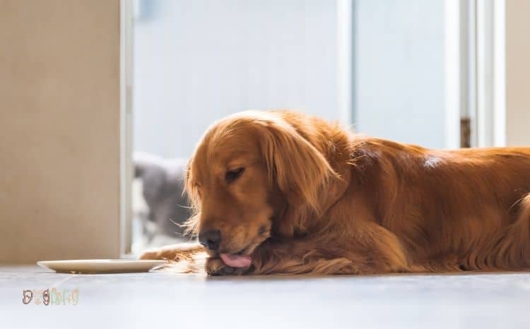 Dog Licking Floor: 8 Important Reasons For This Doggy Behavior