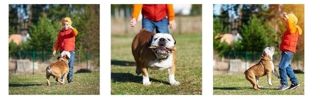 English Bulldog Incomplete or Improper House Training