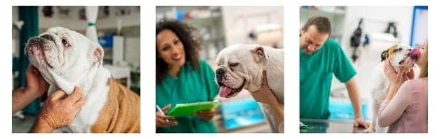 English Bulldog Medical Problems