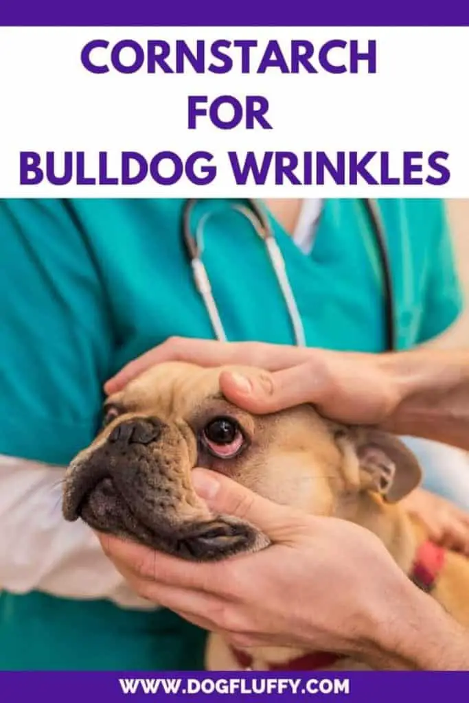Eye Infection and Skin Irritations in Bulldogs