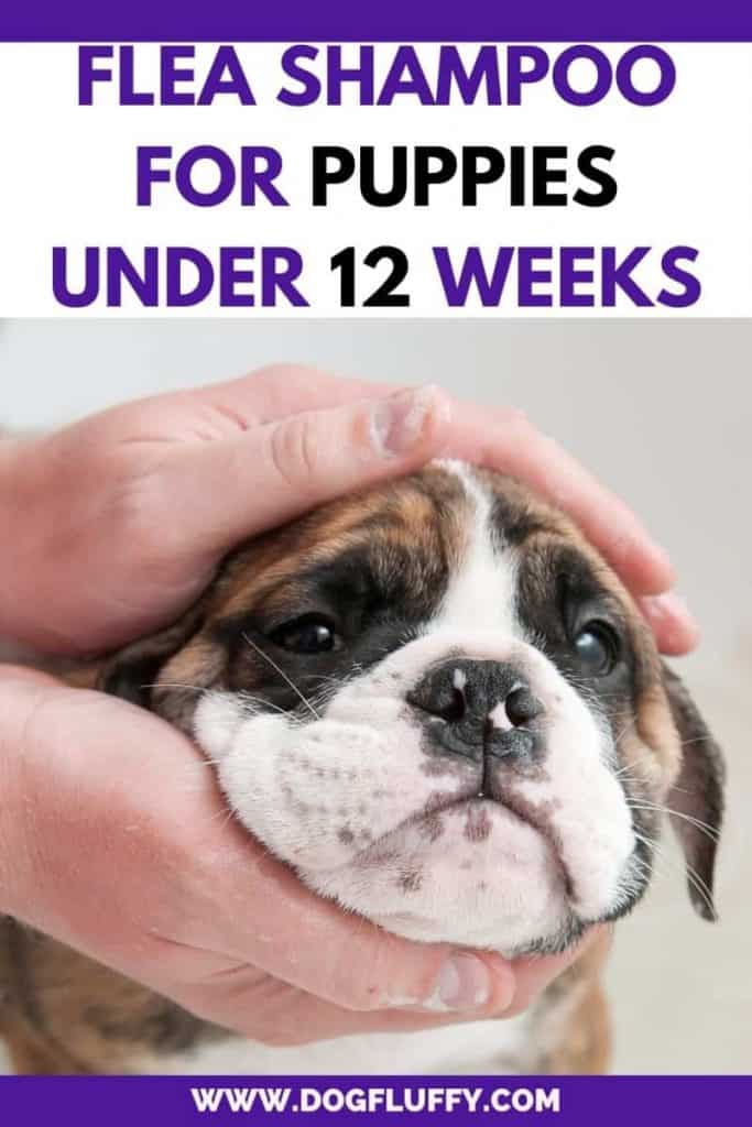 Flea Shampoo for Puppies Under 12 Weeks - Pinterest Image