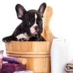 6 Best Flea Shampoo For Bulldogs – Buyers Guide
