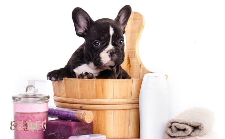 Flea shampoo for Bulldogs Featured Image